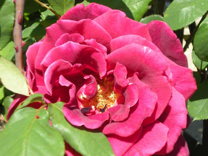Original image
